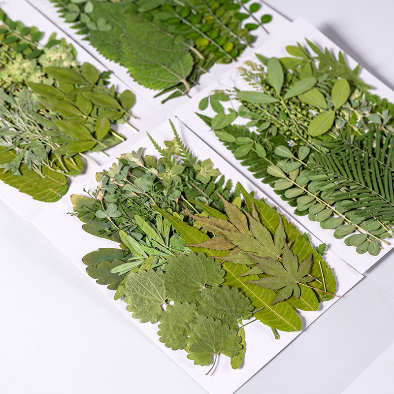 Dried Flower Bookmark - 1 Juego de 35 Uds. De