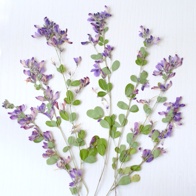 Dried Flower Bookmark - 6 piezas, Flores Secas y Prensadas