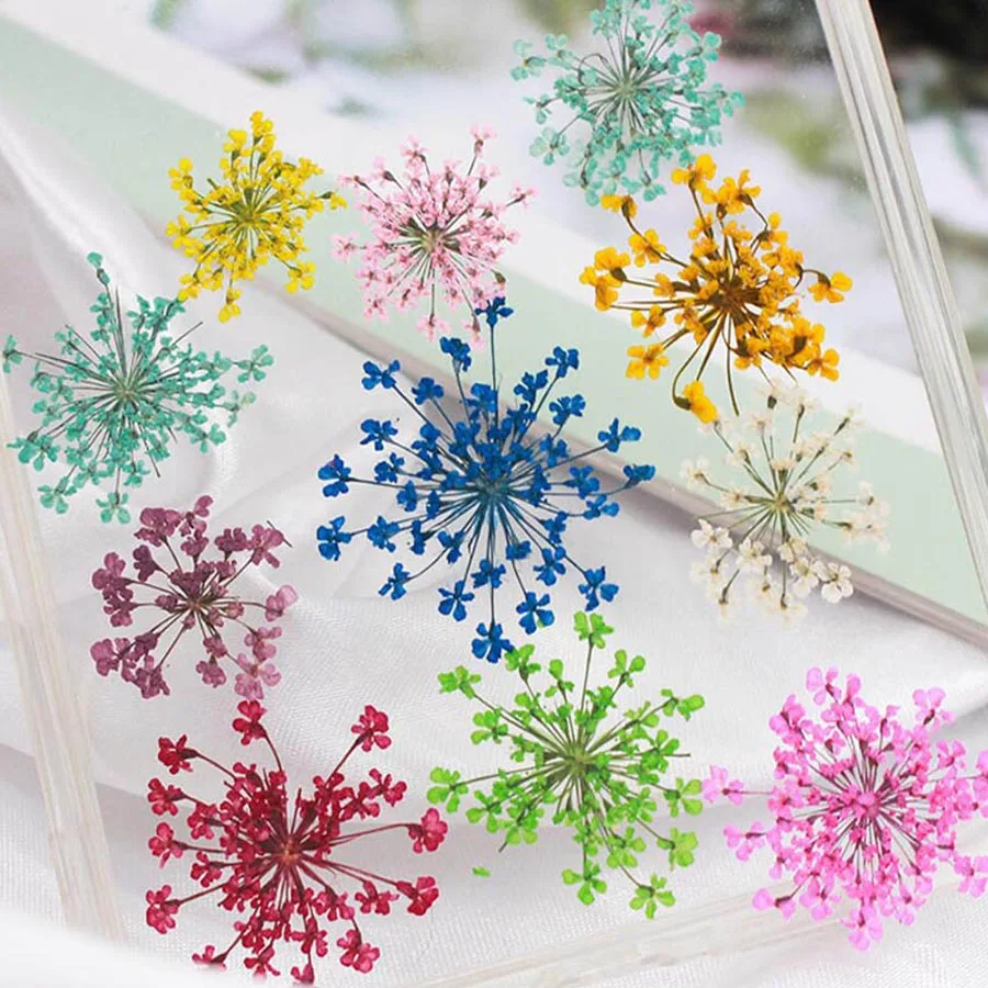Dried Flower Bookmark - 60 uds prensado seco 20-25mm Ammi
