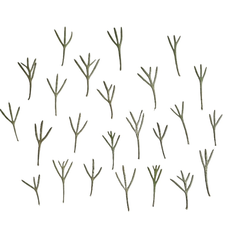 Dried Flower Bookmark - 24 piezas, Hojas de Achillea Prensadas
