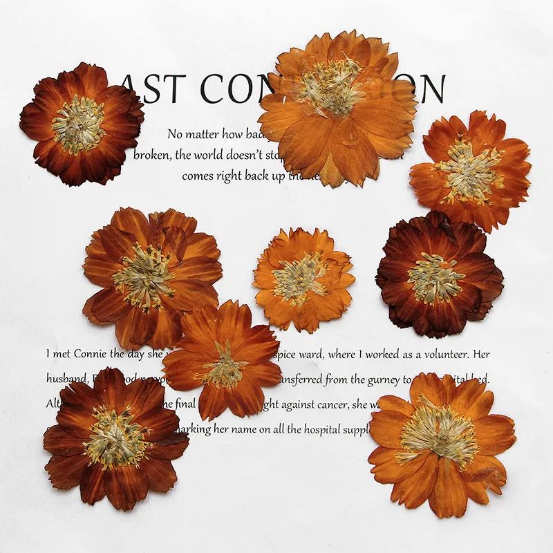 Dried Flower Bookmark - 12 uds/3-5cm, crisantemo Thiohua prensado en