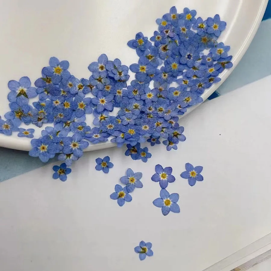 Flor de Myosotis Sylvatica (Ol - Dried Flower Bookmark reseña y precio