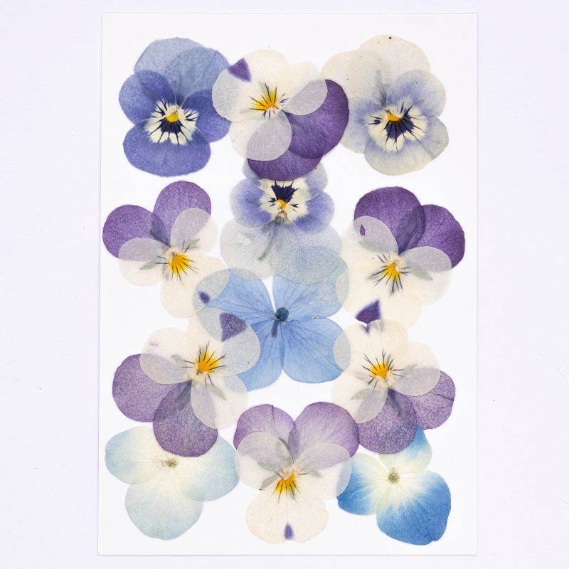 12 Piezas de Flores Secas de V - Dried Flower Bookmark reseña y precio