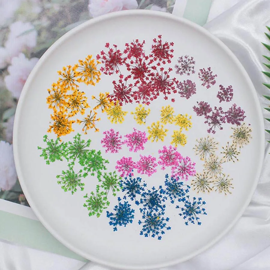 60 uds prensado seco 20-25mm A - Dried Flower Bookmark reseña y precio