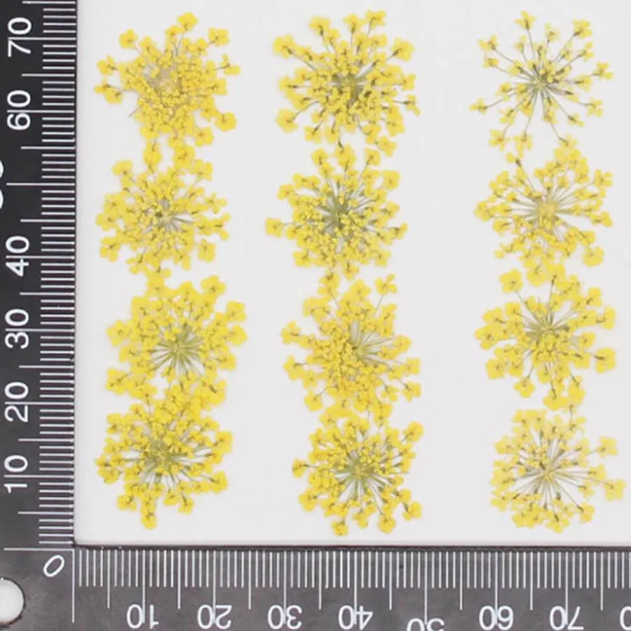 60 uds prensado seco 20-25mm A - Dried Flower Bookmark reseña y precio