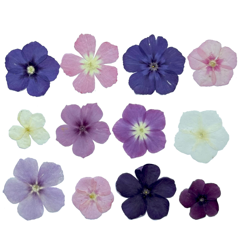 12 Uds., flores secas prensada - Dried Flower Bookmark reseña y precio