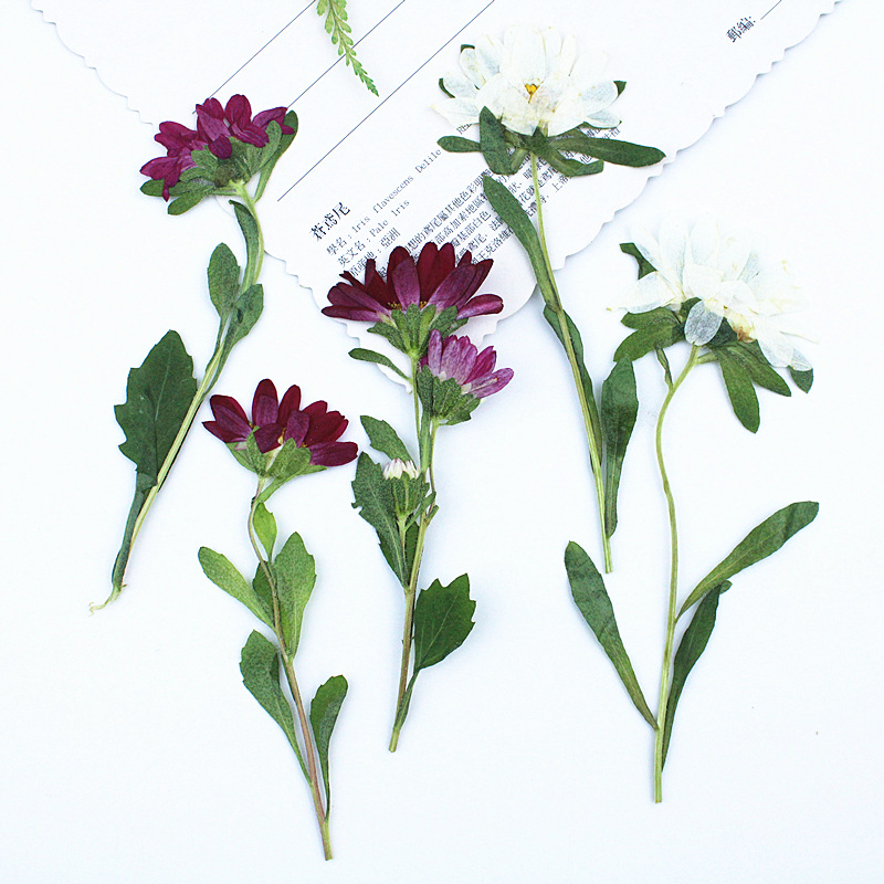 24 Piezas, Mini Crisantemos Se - Dried Flower Bookmark reseña y precio